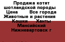 Продажа котят шотландской породы › Цена ­ - - Все города Животные и растения » Кошки   . Ханты-Мансийский,Нижневартовск г.